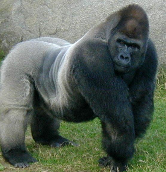 Dominant Male  Gorilla (Silverback)