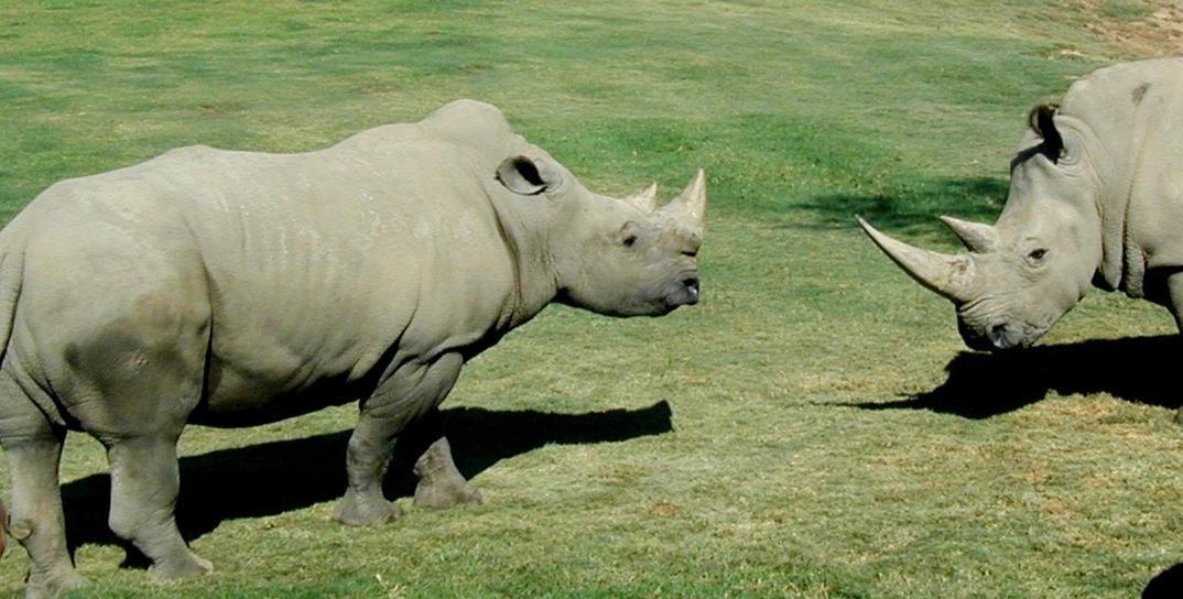 Rhino Standoff