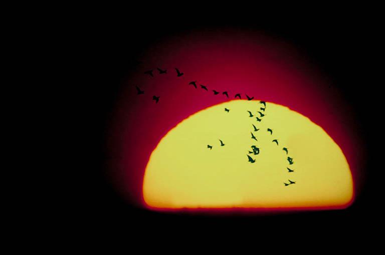 Sunset Migration