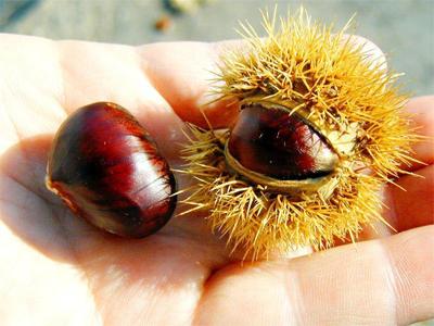 Chestnuts straight from the tree