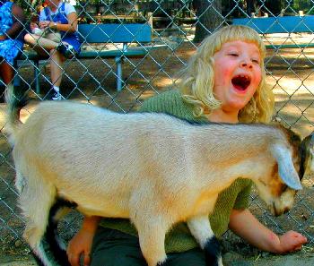 One small goat stampede