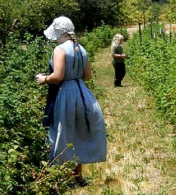 Raspberry Picking